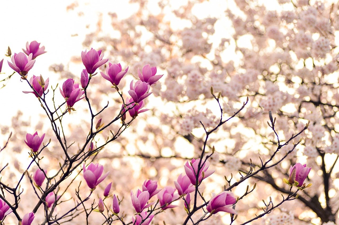 magnolia, branches, flower wallpaper-2218788.jpg